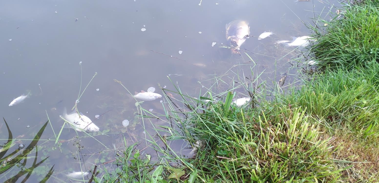 Drozdický rybník plný mrtvých ryb