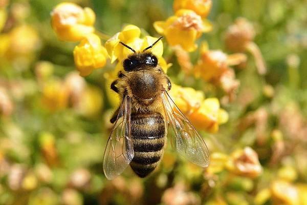 Kraj pomůže včelařům
