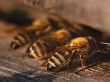 Pomoc začínajícím včelařům